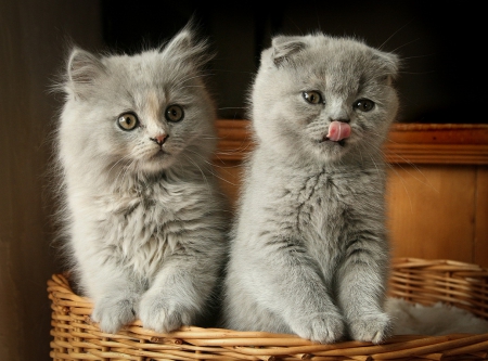 Adorable friends - cute, cat, kittens, adorable, kitty, cozy, place, gray, animal, sweet, pets, room, playing, home, friends, basket, house, fluffy