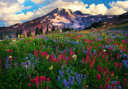 Mazama Ridge, Mount Rainier - flowers, landscape, trail, clouds