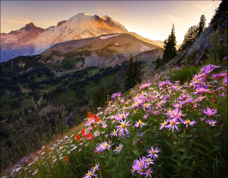 Mount Rainier National Park, Washington - flowers, trees, landscape, sun, sky