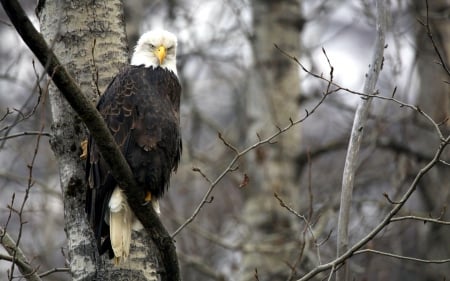 Bald Eagle - nature, resting, raptor, sitting, tree