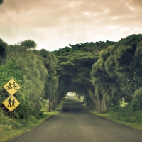 marvelous tree tunnel