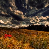 poppies in a wheat field under stormy sky hdr