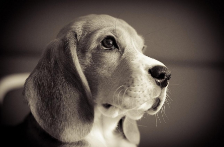 Beagle â™¥ - beagle, puppy, dog, portrait, black and white, cute