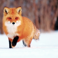 fox