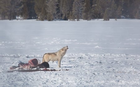 Howling Wolf with prey - winter, nature, snow, howling, Wolf, animals