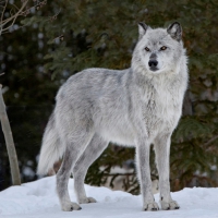 Alpha Female Wolf