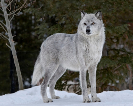 Alpha Female Wolf - wolf, nature, alpha, female, snow, animals