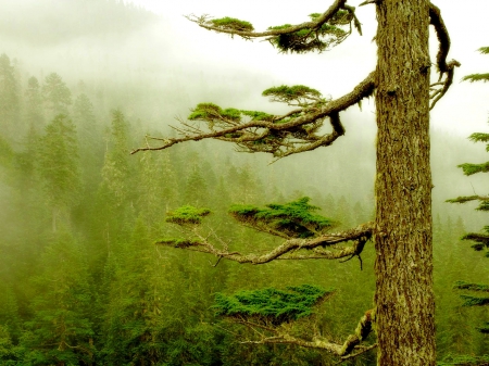 TREE in MIST - fog, tree, forest, mist