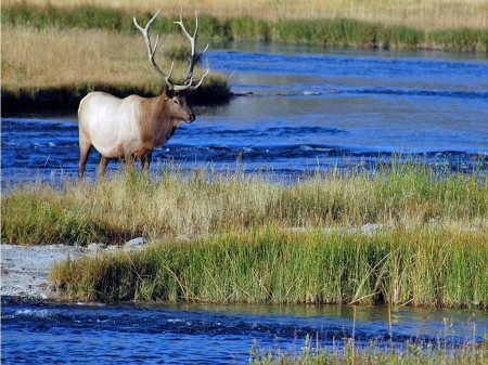 Elk  - elk, endangered, wildlife, bull