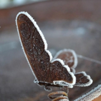 Butterfly in the frost