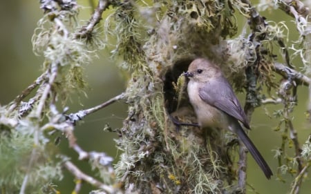 *** Bird *** - animal, animals, bird, birds