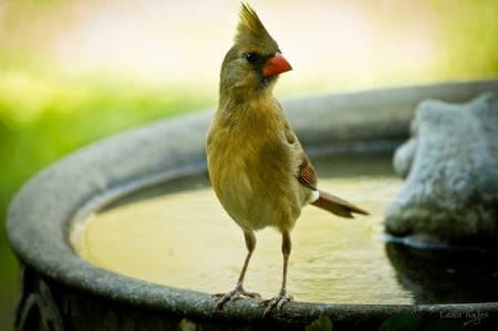 *** Green bird *** - animal, animals, bird, birds