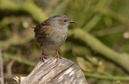 *** Bird *** - animal, animals, bird, birds