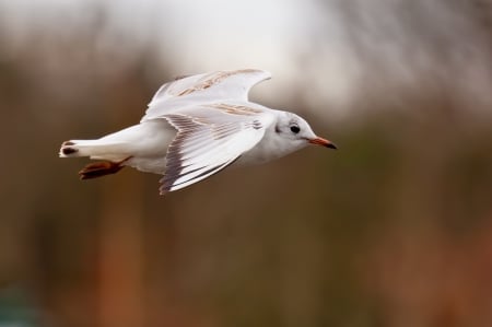 *** Bird *** - animal, animals, bird, birds