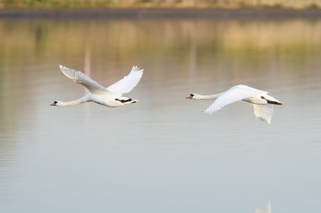 *** Bird *** - animal, animals, bird, birds