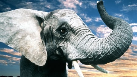 *** Elephant *** - big, animal, animals, elephants