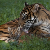 *** Sumatran tigers ***