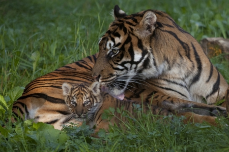 *** Sumatran tigers *** - cats, animal, animals, tiger, wild