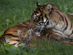 *** Sumatran tigers ***