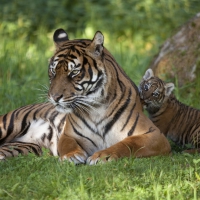 *** Sumatran tigers ***