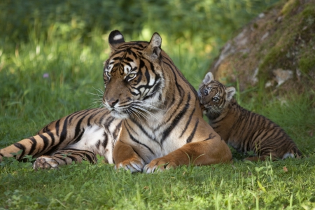 *** Sumatran tigers *** - cat, wild, animals, cats, animal