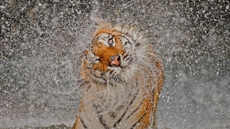 *** Tiger and drops *** - wild, animal, animals, tiger