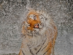 *** Tiger and drops ***