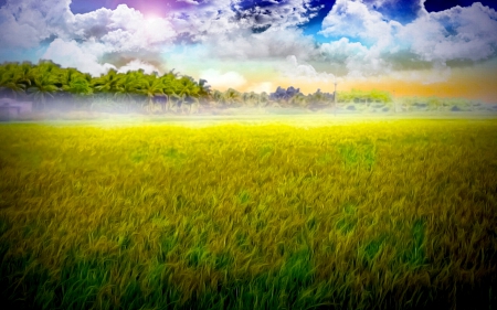 GOLDEN WHEAT FIELD - field, wheat, Golden, summer