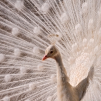 White Peacock