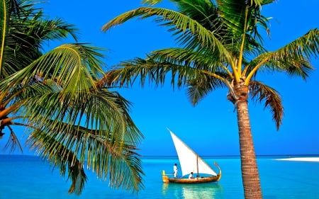 BEAUTY of MALDIVES - palms, maldives, sailing, neach