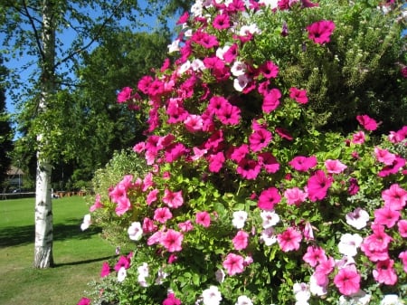 Colorful Petunia - sky, trees, petunia, park, summer, colors, flowers, grass