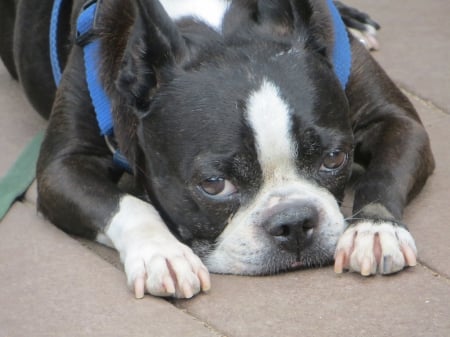 Trestle - Dogs, Boston Terriers, Boarding, Black and white Dogs