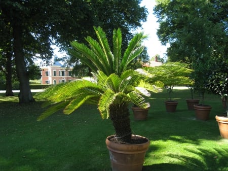 Palm tree in the park - house, pots, trees, summer, town, grass, palm-tree, sky, park