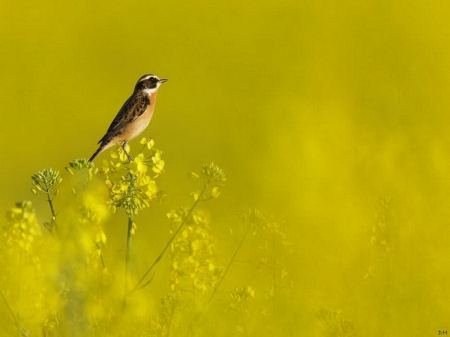 Morning perch - morning, plants, mist, bird