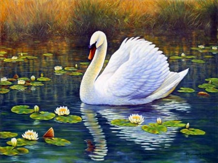 Swan and lotus - water, swan, lotus, reflection