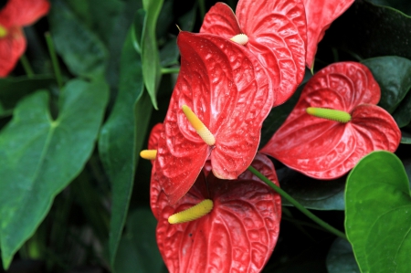 *** Anthurium *** - flowers, red, flower, nature