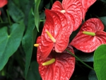 *** Anthurium ***