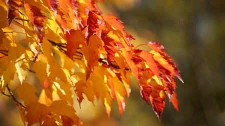 Fall Colors - Autumn, Leaves, Nature, Fall