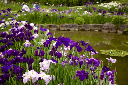 *** Colored irises *** - flowers, field, flower, nature