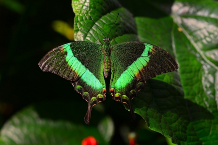 *** Butterfly *** - butterfly, animal, animals, butterflies