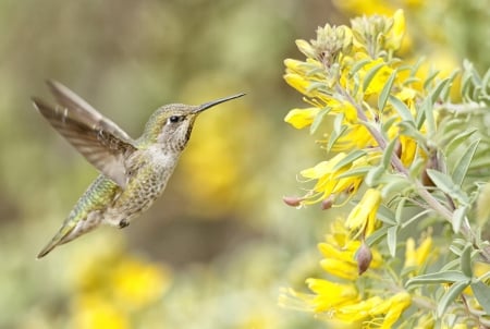 *** Hummingbird *** - animal, animals, bird, birds