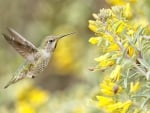 *** Hummingbird ***