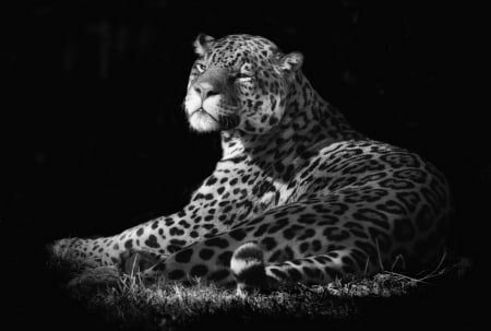 *** Leopard *** - animal, cats, wild, cat, animals