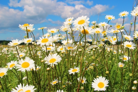 *** MEMORY OF SUMMER *** - nature, summer disies, flowers, flower