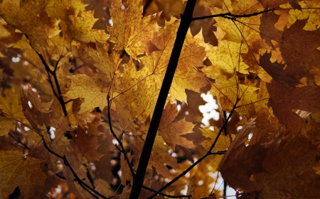 Autumn Leaves - Autumn, Leaves, Nature, Fall