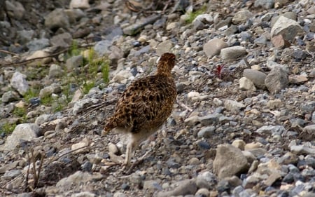 Ptarmigan 1 - wide screen, alaska, national park, bird, denali, landscape, photo, avian, usa, ptarmigan, scenery, photography, nature, wild life