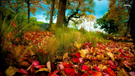 Fall - autumn, trees, forest, frumnele, leaves, galben, aramiu, cad