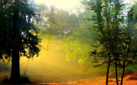 Autumn Light North of Vancouver - leaves, sunrays, trees, mist