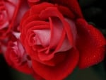 *** Rose ***