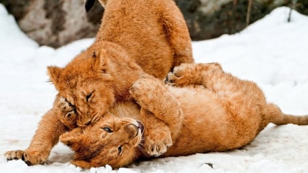 Tigers - pretty, cat face, sleepy, paws, kitten, cats, face, sleeping, hat, beautiful, beauty, lovely, sweet, cat, cute, animals, kitty